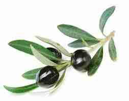 The Olive tree is a biblical symbol of Israel.